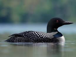 Common Loon on water