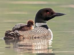 Loon with chick