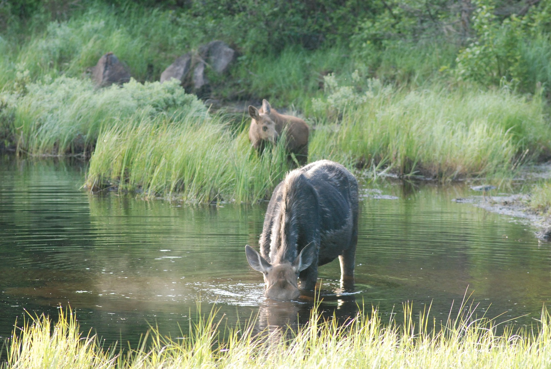 Cow and calf moose on Isle Royale A cow moose and her calf in Isle Royale National Park