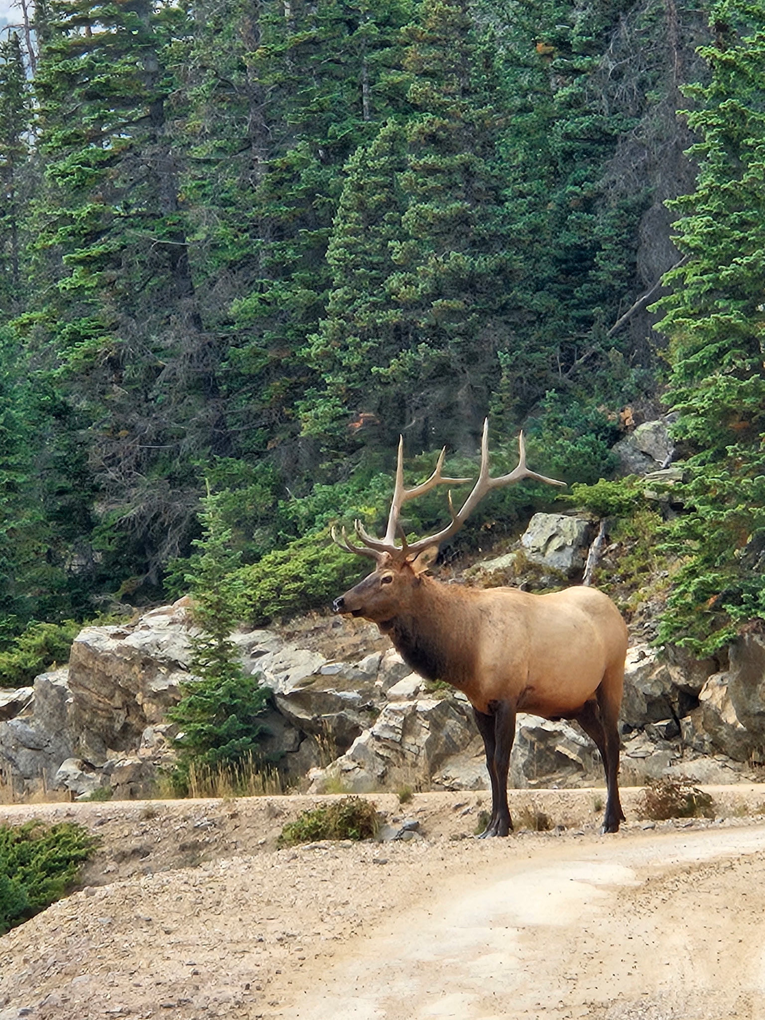 Bull elk standing on a dirt road with pine trees in the background